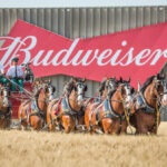 WORLD RENOWNED BUDWEISER CLYDESDALES TO APPEAR IN WINCHESTER, VA