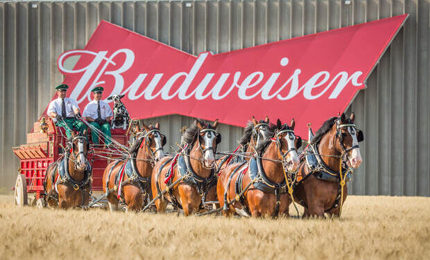 WORLD RENOWNED BUDWEISER CLYDESDALES TO APPEAR IN WINCHESTER, VA