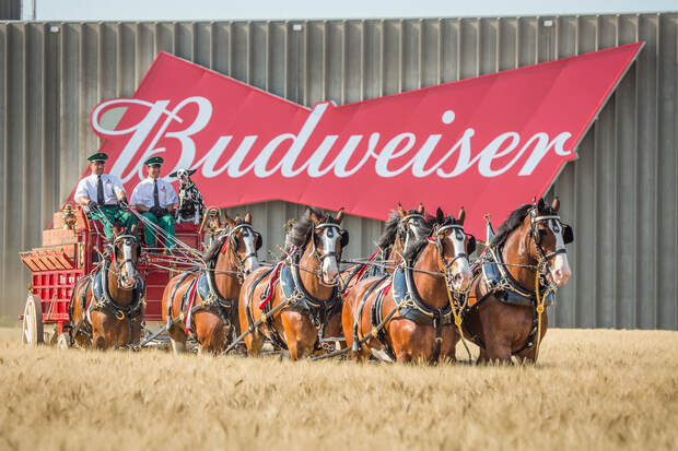 WORLD RENOWNED BUDWEISER CLYDESDALES TO APPEAR IN WINCHESTER, VA