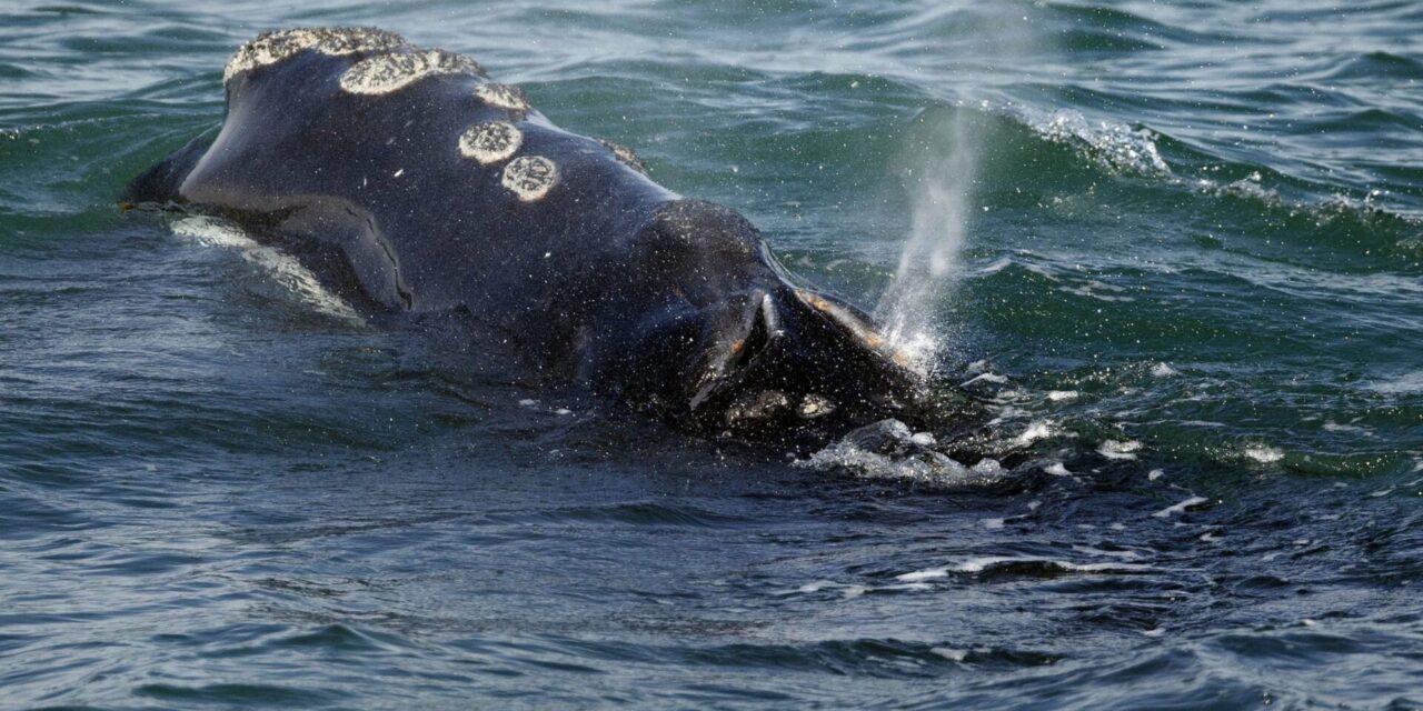 First right whales of season gorge on critical food off Massachusetts, giving hope for a strong year