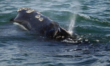 First right whales of season gorge on critical food off Massachusetts, giving hope for a strong year