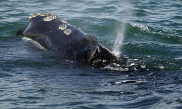 First right whales of season gorge on critical food off Massachusetts, giving hope for a strong year