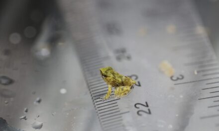 Tiny endangered Chilean froglets are born in London after a mission to save them from extinction