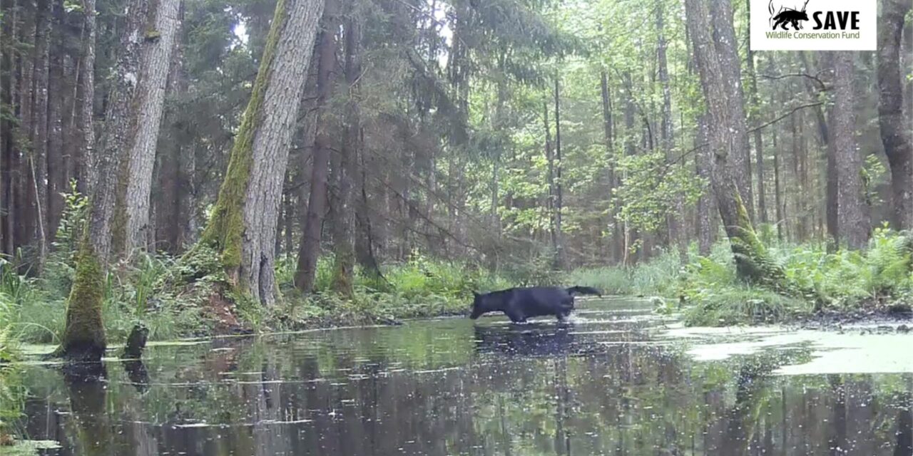 Pair of rare black wolves caught on camera in Polish forest by wildlife researchers