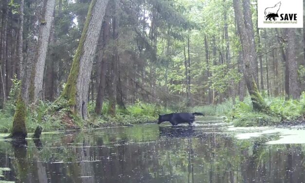 Pair of rare black wolves caught on camera in Polish forest by wildlife researchers