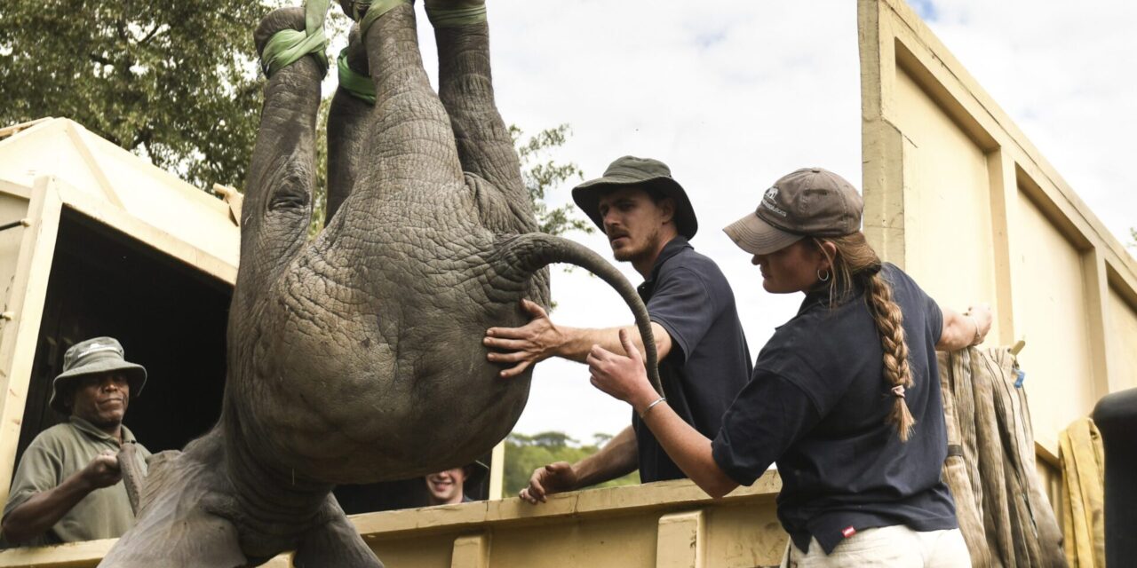Wildlife charity faces damages claim over elephant project in Africa linked to 12 deaths