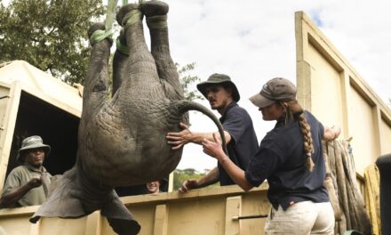 Wildlife charity faces damages claim over elephant project in Africa linked to 12 deaths