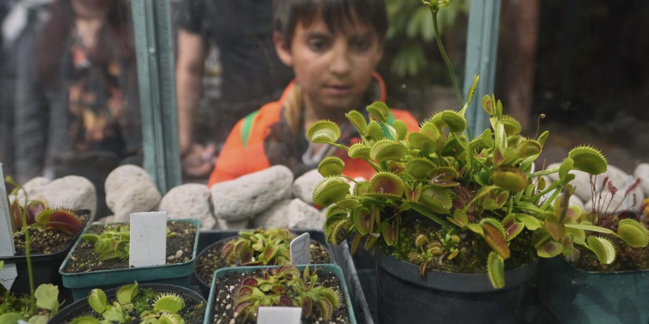 AP PHOTOS: Hundreds of carnivorous plants on display lure in visitors in Colombia
