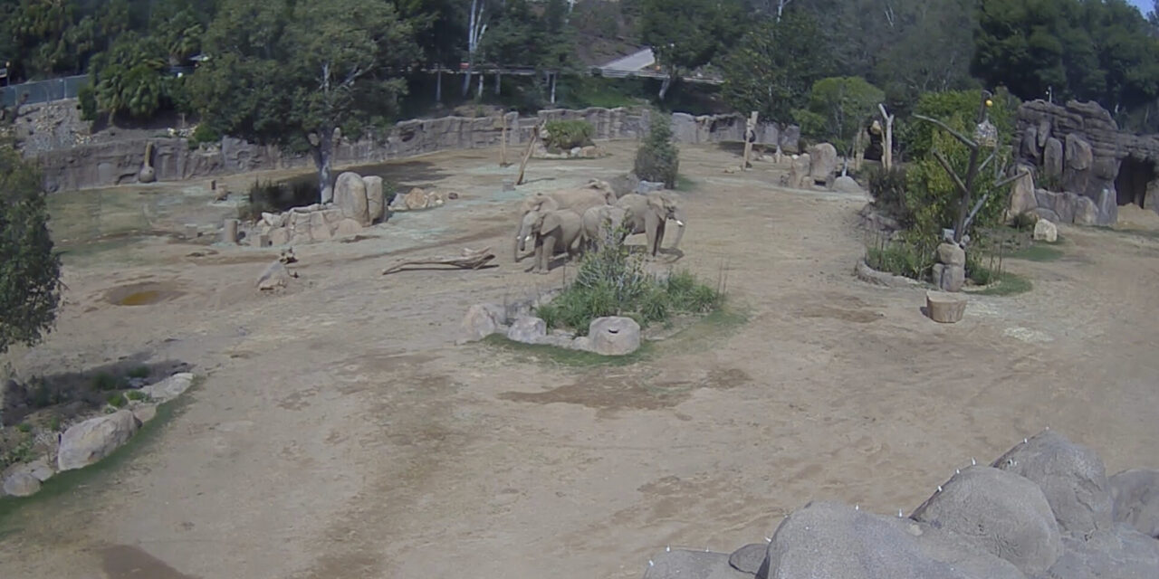 Elephants at San Diego safari park huddle to protect calves during earthquake