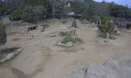 Elephants at San Diego safari park huddle to protect calves during earthquake