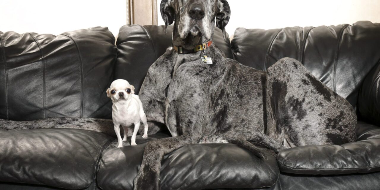 World’s tallest and smallest dogs meet up for a playdate