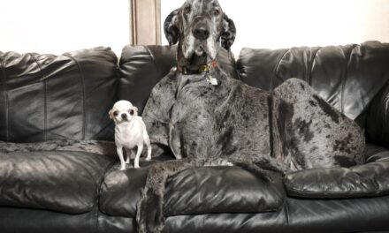 World’s tallest and smallest dogs meet up for a playdate