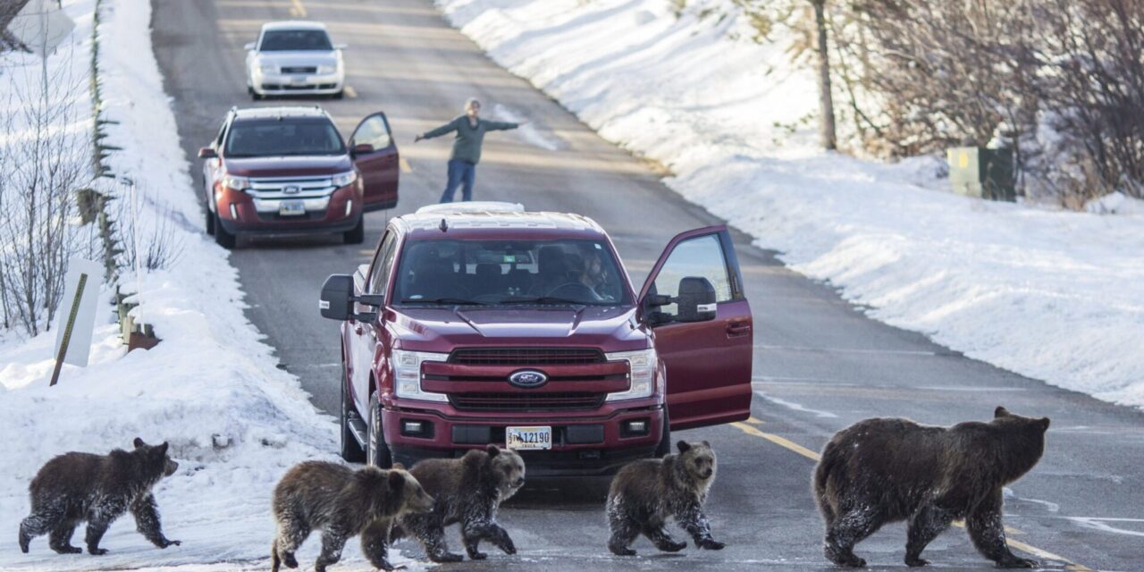 Member of beloved grizzly bear family hit and killed in Wyoming’s Grand Teton National Park