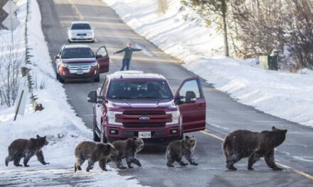 Member of beloved grizzly bear family hit and killed in Wyoming’s Grand Teton National Park