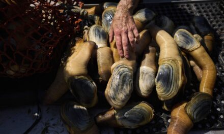 How a Chinese delicacy got caught in the crossfire of Trump’s trade war