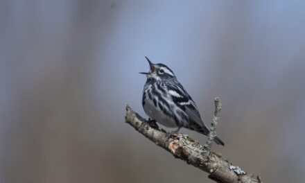 How to turn down the volume and protect wildlife in your yard and garden