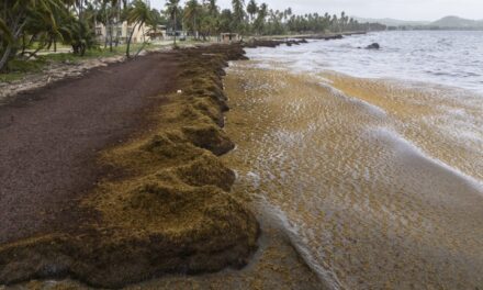 Scientists say a record amount of seaweed hit the Caribbean and nearby areas in May