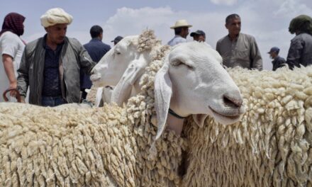 Drought, rising prices and dwindling herds undercut this year’s Eid al-Adha in North Africa