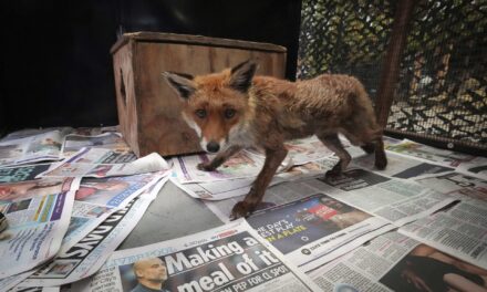 In London, the fox has its own ambulance service when it needs help