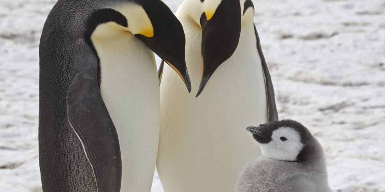 Emperor penguins show dramatic decline in one region of Antarctica, satellite photos show