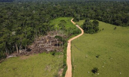 Removal of hundreds of illegal cattle in the Amazon sparks protests and divides residents