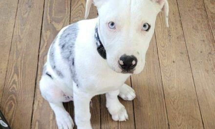 Jury finds New Orleans police officer who shot and killed puppy violated rights but has immunity