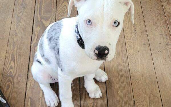 Jury finds New Orleans police officer who shot and killed puppy violated rights but has immunity